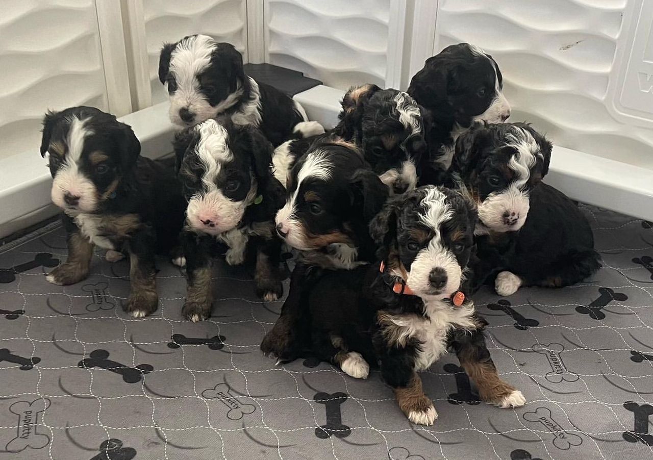 Bernedoodles Near Me Discovering the Perfect Companion